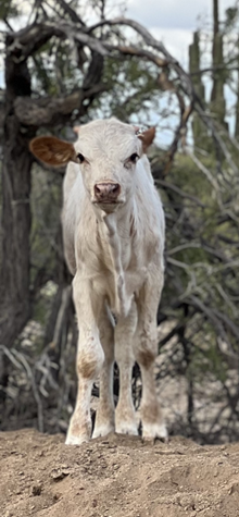 Heifer calf 204